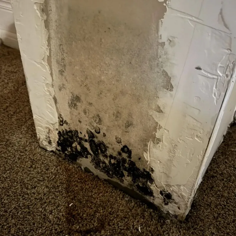 Professional Mold Removal in Mellette County, SD